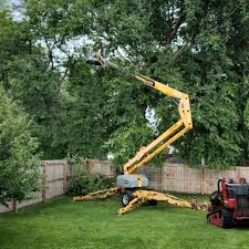 Best Emergency Tree Removal  in Albany, OR
