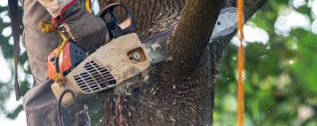 Best Fruit Tree Pruning  in Albany, OR