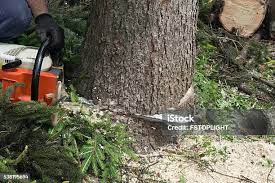 Best Arborist Consultation Services  in Albany, OR