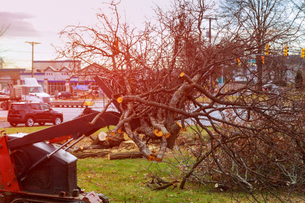 Professional Tree Care in Albany, OR
