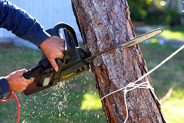 Best Pest Control for Lawns  in Albany, OR
