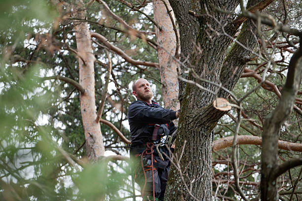 Best Tree Disease Treatment  in Albany, OR