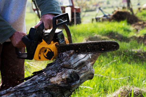 Best Seasonal Cleanup (Spring/Fall)  in Albany, OR