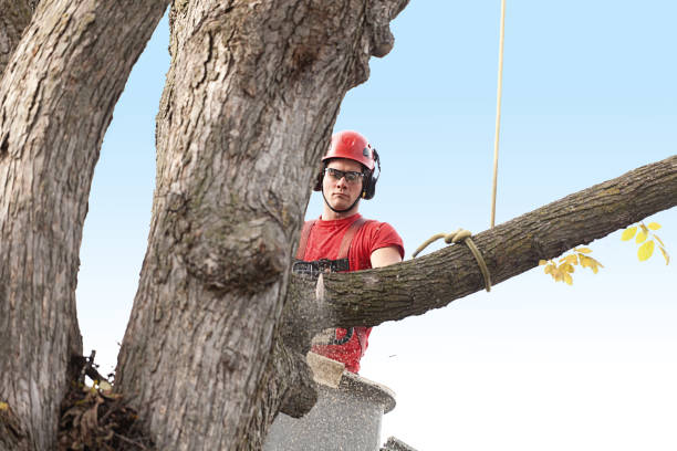 Best Storm Damage Tree Cleanup  in Albany, OR