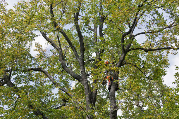 How Our Tree Care Process Works  in  Albany, OR
